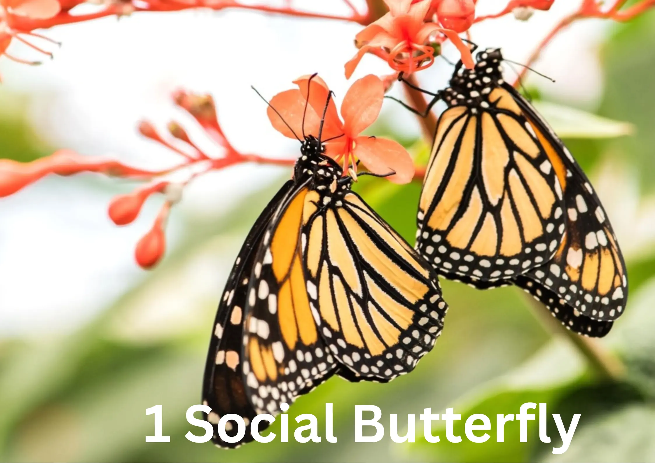 1 Social Butterfly 1